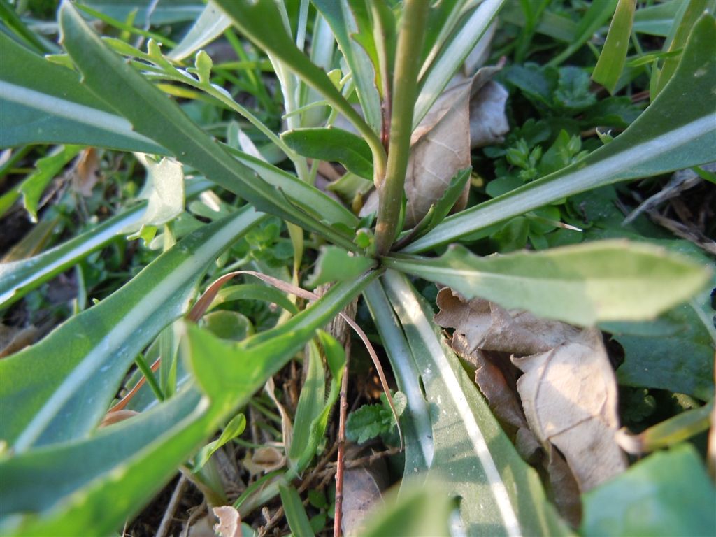 Brassicacea - Diplotaxis tenuifolia